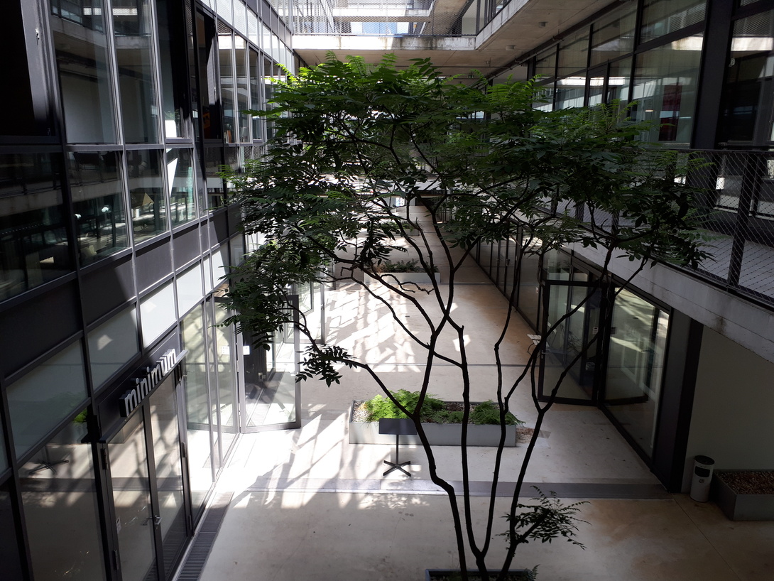 Terrasse mit kleinem Baum zwischen Glaswänden